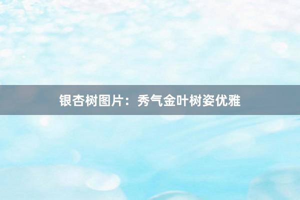 银杏树图片：秀气金叶树姿优雅
