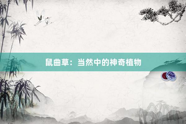 鼠曲草：当然中的神奇植物